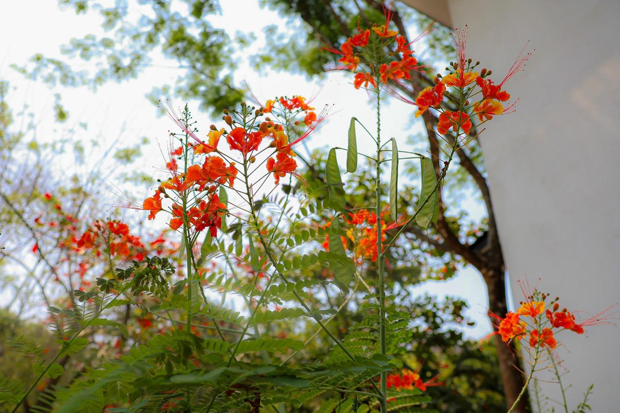 Vista Surf & - Jungle View * Carmen (Puntarenas)