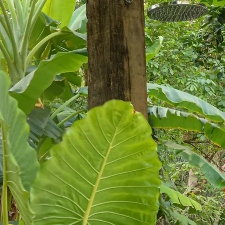 Vista Verde Surf & Studios - Jungle View Carmen  Exterior photo